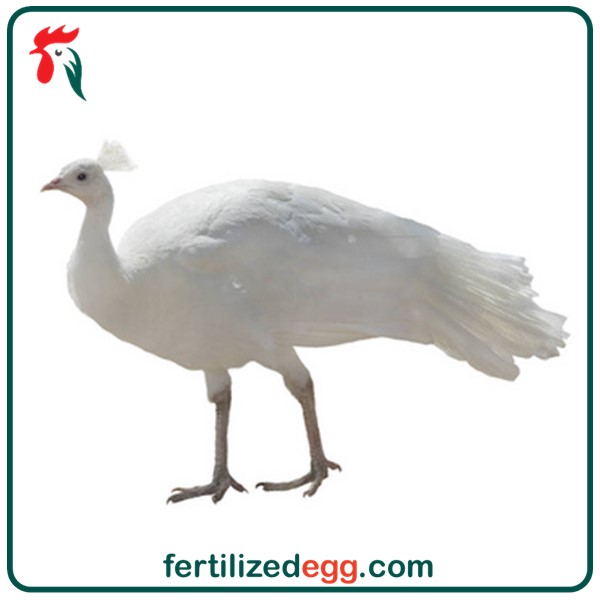 تخم نطفه دار طاووس سفید 